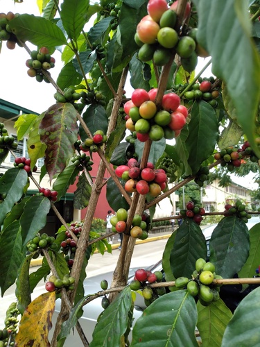 Coffea (Coffees) (alternate view 7)