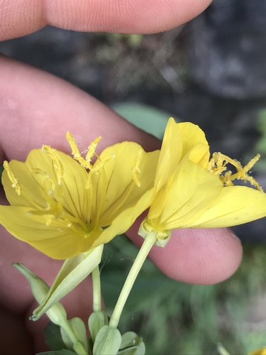 Oenothera tetragona (alternate view 7)
