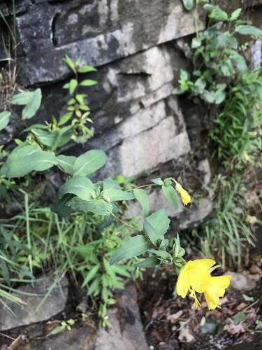 Oenothera tetragona (alternate view 6)