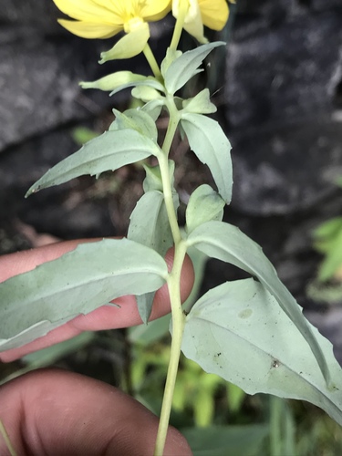 Oenothera tetragona (alternate view 8)