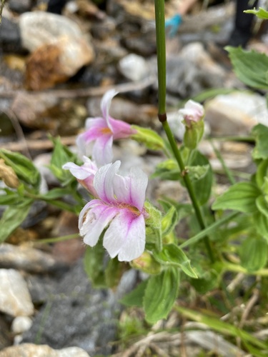 Erythranthe lewisii (Great Purple Monkeyflower) (alternate view 3)