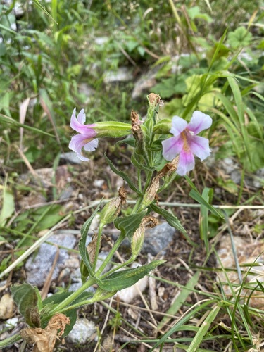 Erythranthe lewisii (Great Purple Monkeyflower) (alternate view 4)