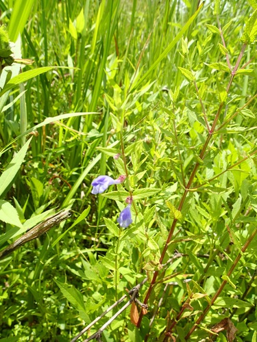 Scutellaria galericulata (Marsh Skullcap)