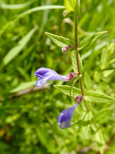 Scutellaria galericulata (Marsh Skullcap)