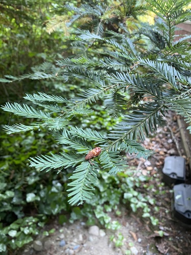 Taxus brevifolia (Pacific yew)