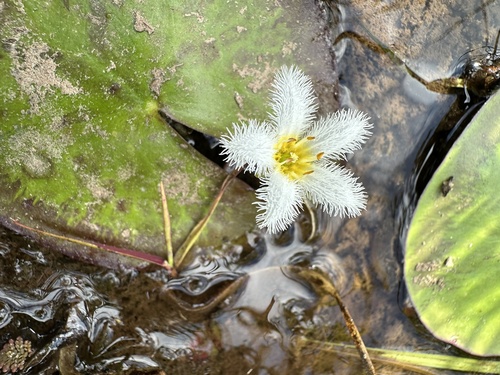 Nymphoides indica (Water Snowflake) (alternate view 9)