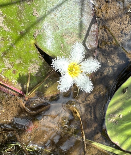 Nymphoides indica (Water Snowflake) (alternate view 10)