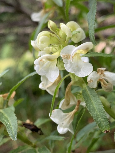 Pedicularis racemosa (Sickletop Lousewort) (alternate view 5)