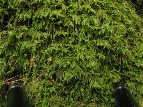 Pseudisothecium myosuroides (Mouse-tail Moss)