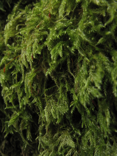 Pseudisothecium myosuroides (Mouse-tail Moss)