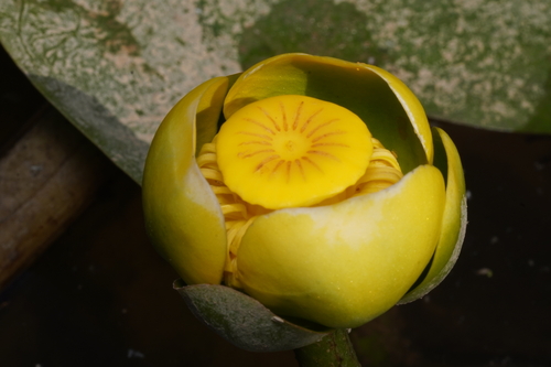 Nuphar advena (spatterdock) (alternate view 9)