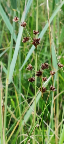 Juncus articulatus (jointed rush)
