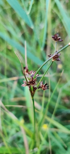 Juncus articulatus (jointed rush) (alternate view 2)