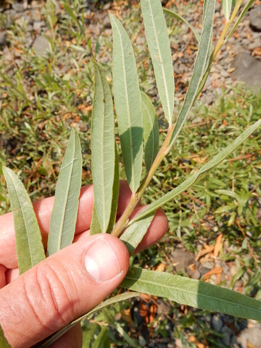 Salix exigua (Narrowleaf Willow) (alternate view 3)