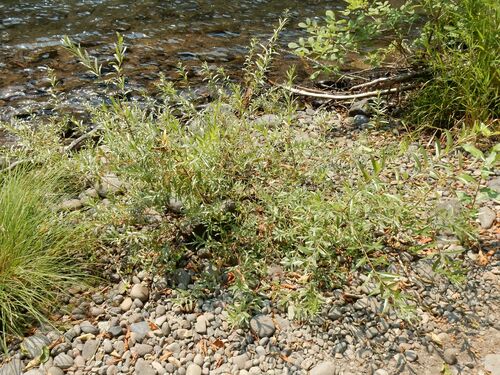 Salix exigua (Narrowleaf Willow) (alternate view 5)