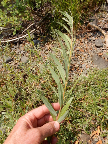 Salix exigua (Narrowleaf Willow) (alternate view 4)