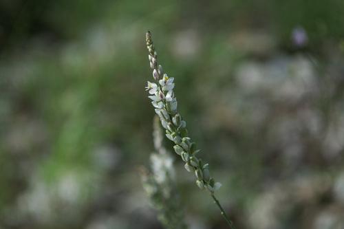 Senega alba (white milkwort) (alternate view 5)