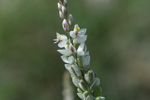 Senega alba (white milkwort) (alternate view 4)