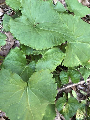 Lunaria annua (moneyplant) (alternate view 4)