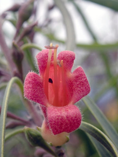 Eremophila longifolia (Weeping Emubush)