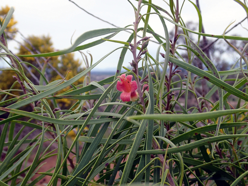 Eremophila longifolia (Weeping Emubush) (alternate view 2)
