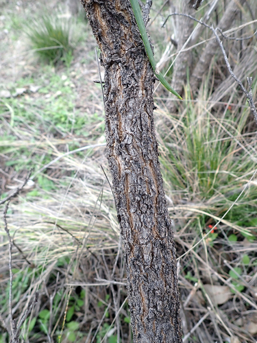 Eremophila longifolia (Weeping Emubush) (alternate view 3)