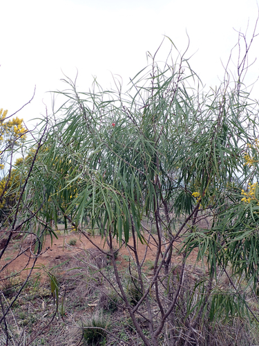 Eremophila longifolia (Weeping Emubush) (alternate view 4)