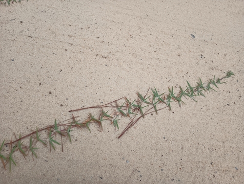 Eremochloa ophiuroides (Centipede Grass)
