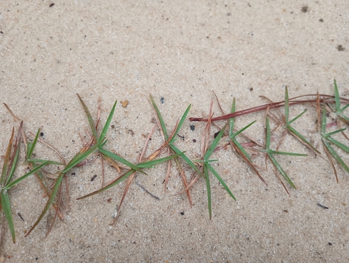 Eremochloa ophiuroides (Centipede Grass) (alternate view 2)