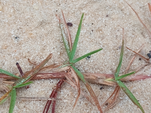 Eremochloa ophiuroides (Centipede Grass) (alternate view 3)