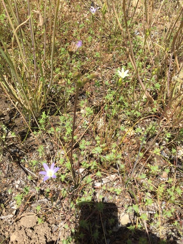 Brodiaea (Brodiaeas) (alternate view 4)