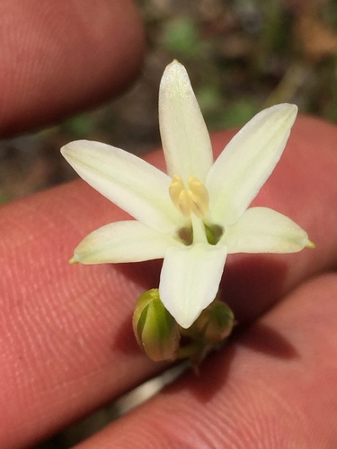 Brodiaea (Brodiaeas)
