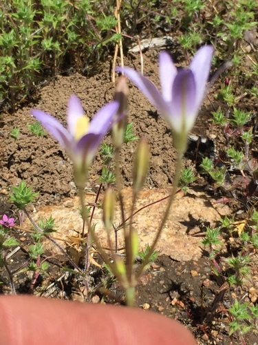 Brodiaea (Brodiaeas) (alternate view 3)