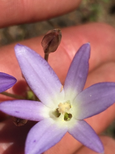 Brodiaea (Brodiaeas) (alternate view 2)