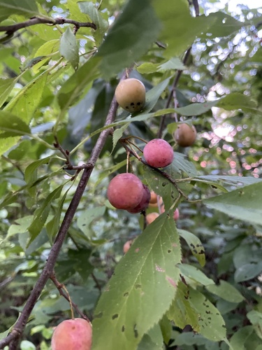 Prunus americana (American plum) (alternate view 5)