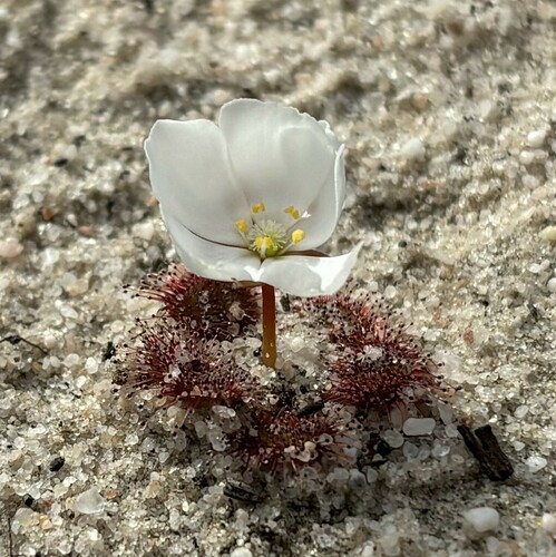 Drosera aberrans (Scented Sundew) (alternate view 6)