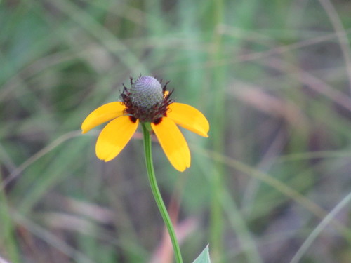 Rudbeckia amplexicaulis (clasping coneflower) (alternate view 5)