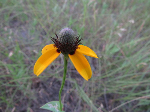 Rudbeckia amplexicaulis (clasping coneflower) (alternate view 4)