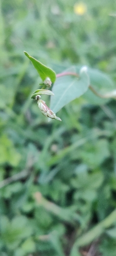 Fallopia convolvulus (Black-bindweed)