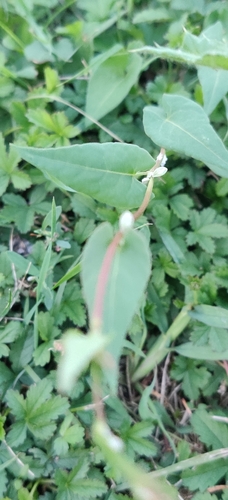 Fallopia convolvulus (Black-bindweed)