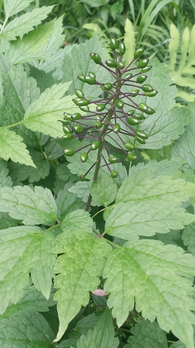 Actaea rubra (red baneberry)