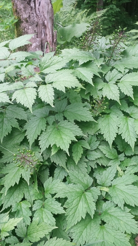 Actaea rubra (red baneberry)