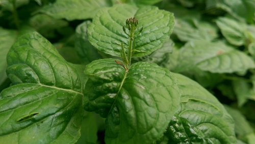 Circaea lutetiana (enchanter's-nightshade)