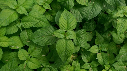 Circaea lutetiana (enchanter's-nightshade)