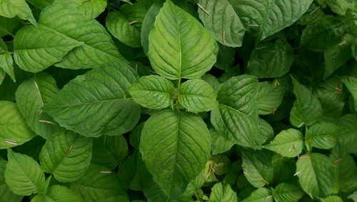 Circaea lutetiana (enchanter's-nightshade)
