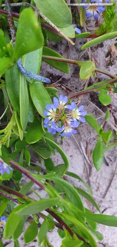 Scaevola calendulacea (dune fan-flower)