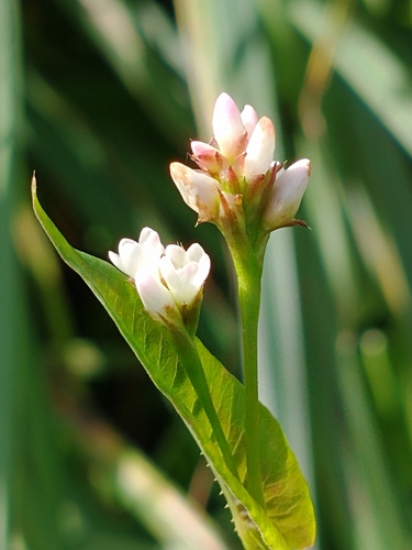 Persicaria sagittata (arrow-leaved tearthumb) (alternate view 2)