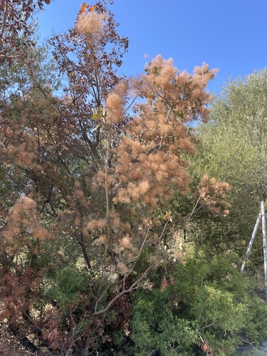 Cotinus coggygria (smoke tree, smoke bush) (alternate view 13)