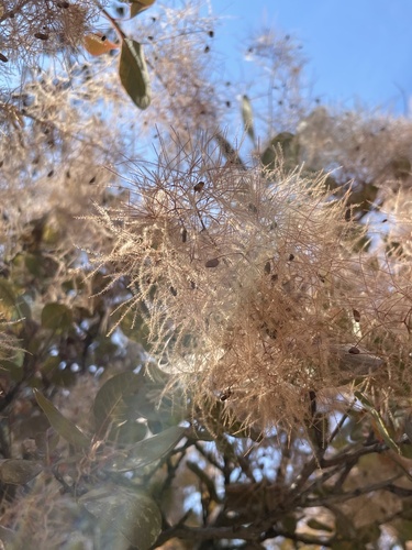 Cotinus coggygria (smoke tree, smoke bush) (alternate view 14)