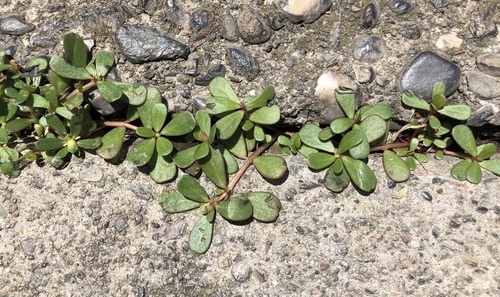 Portulaca oleracea (purslane) (alternate view 2)
